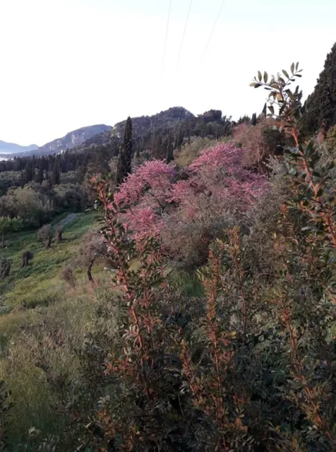 Ionian Sea View Studio · Garden surroundings · Photograph 23