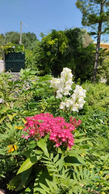 Ionian Sea View Studio · Garden surroundings · Photograph 26