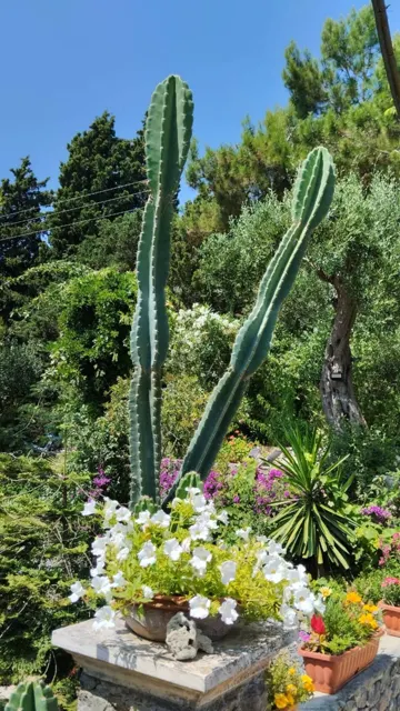 Ionian Sea View Studio · Garden surroundings · Photograph 30